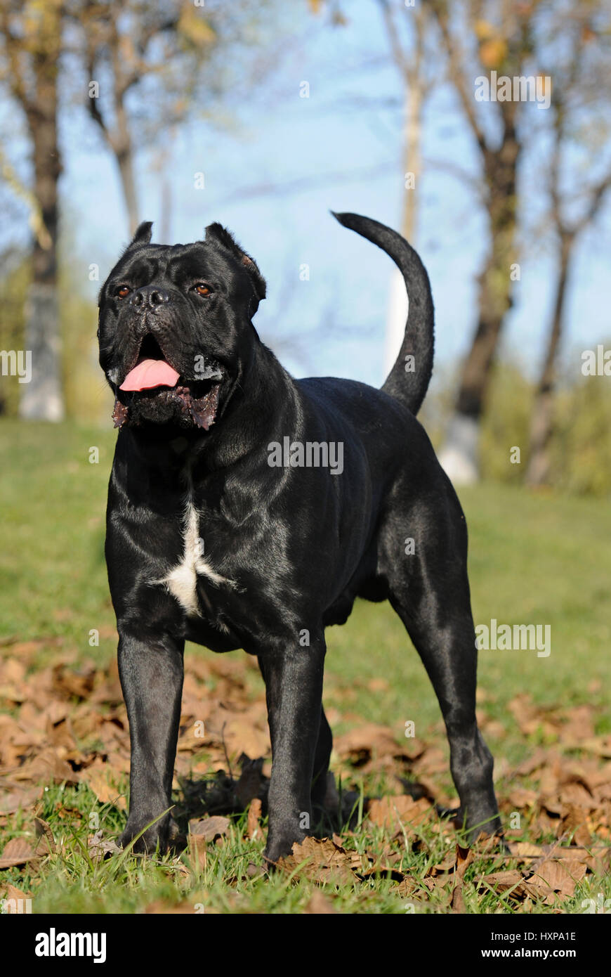 Cane Corso Italiano Stock Photo Alamy