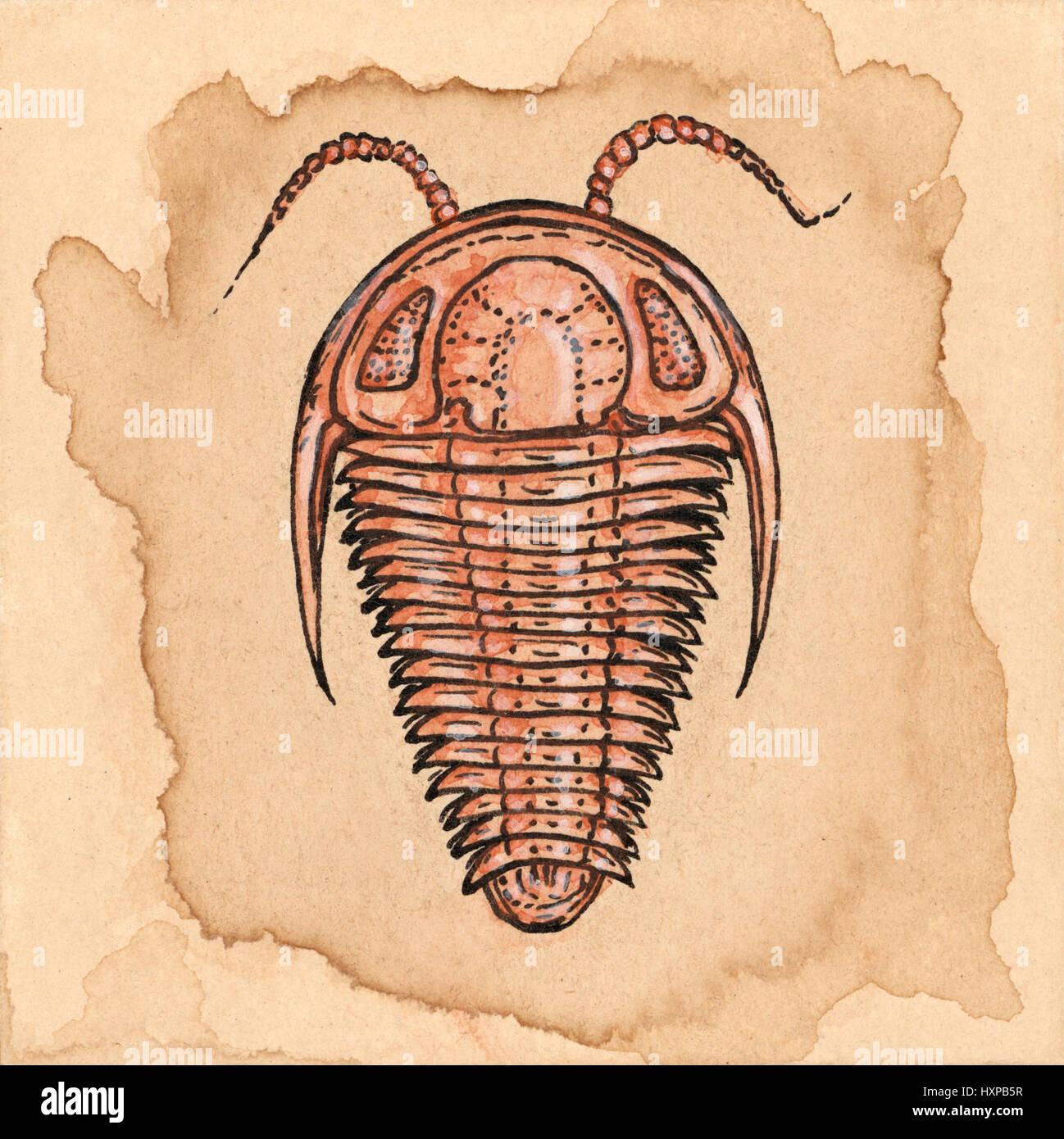 Trilobite (generic morphology). Ink and gouache drawing on paper. Stock Photo