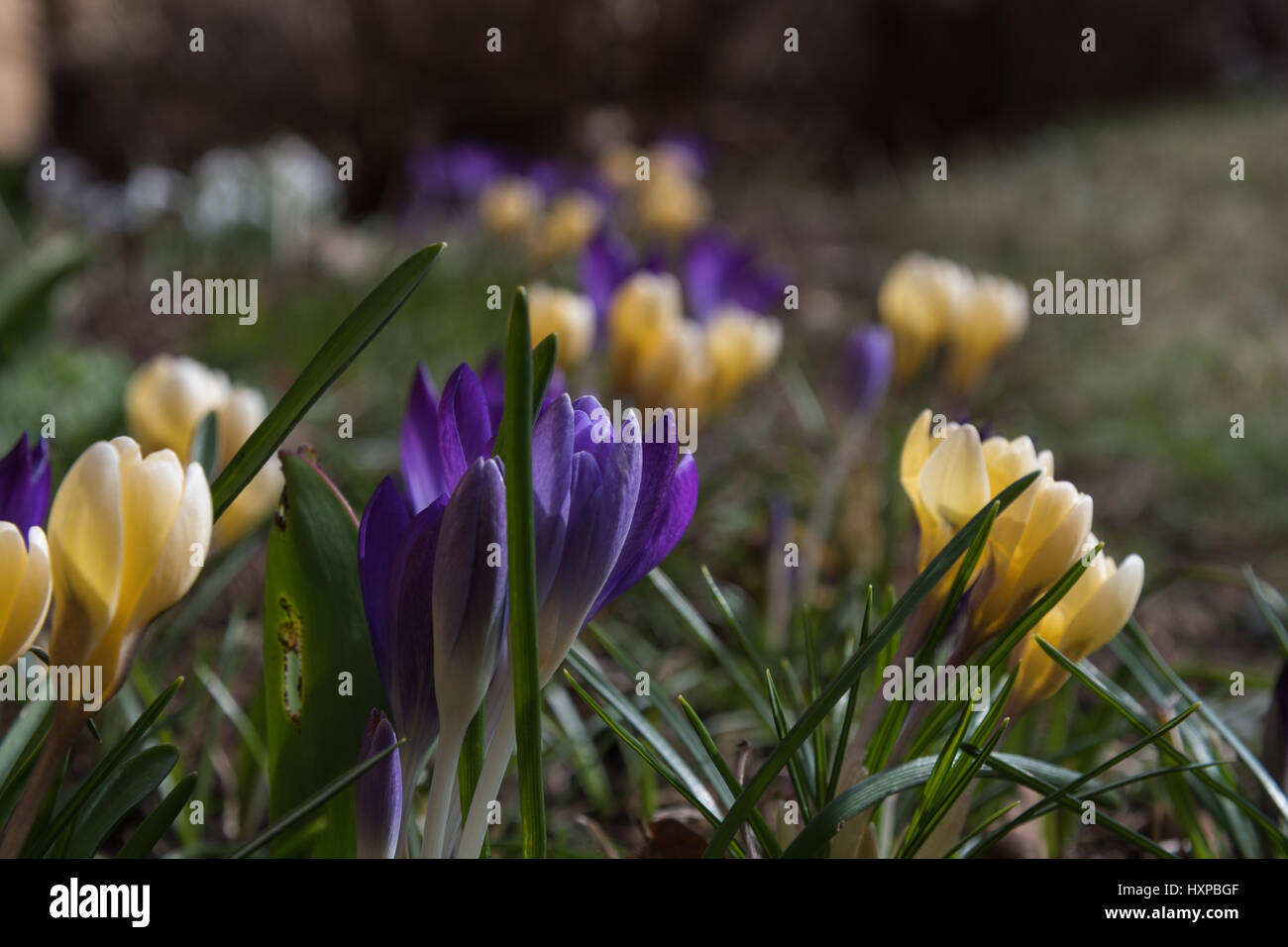Crocus flowerbed in early springtime sunshine Stock Photo
