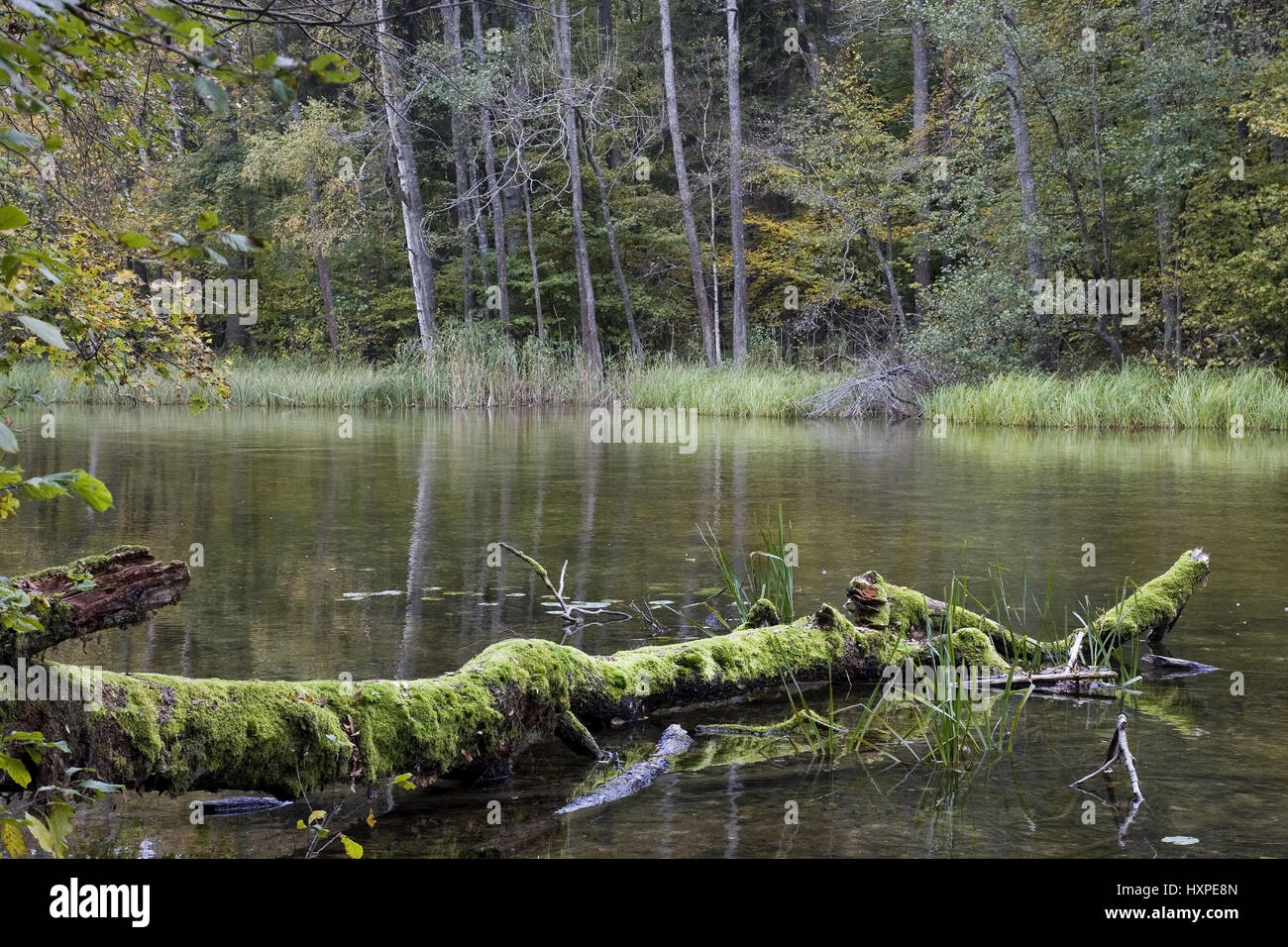 Bemooster trunk on the shore of the Krutyna, the nicest wild river of Poland. Masuria Poland, Bemooster Baumstamm am Ufer der Krutyna,dem schönsten Wi Stock Photo