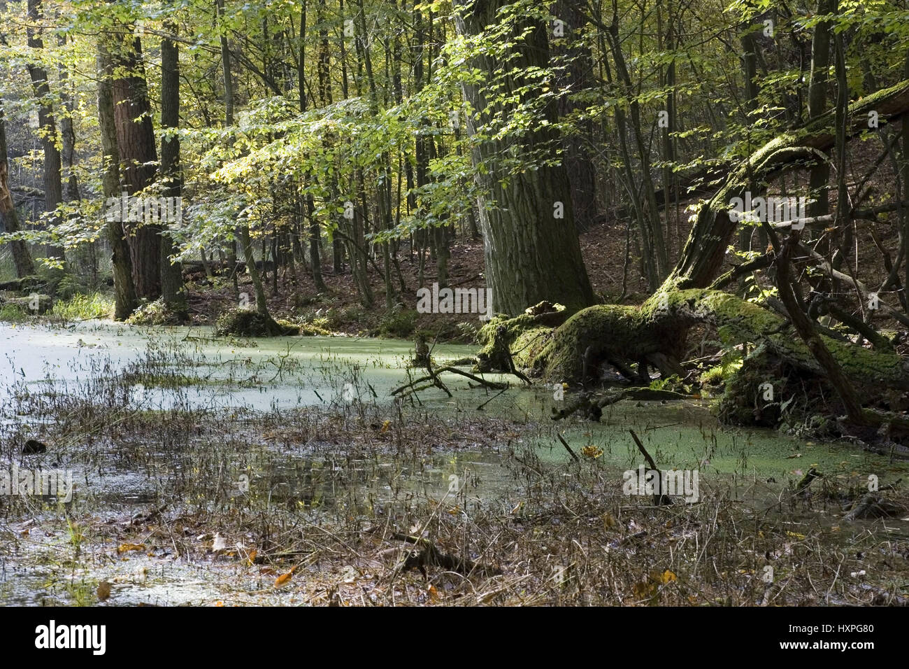 Marsh scenery in the Masurischen wood. Poland, Sumpflandschaft in den Masurischen Wald.Polen Stock Photo