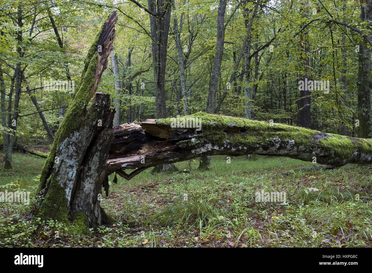 In a protective area in Masuria Poland, In einem Schutzgebiet in Masuren Polen Stock Photo