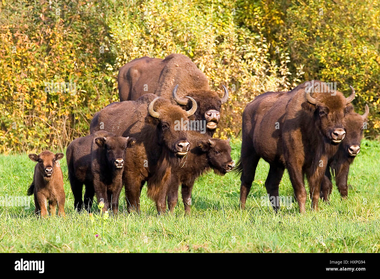 Bisons with calves, Masuria, Pole, Wisente mit Kaelbern, Masuren, Polen Stock Photo