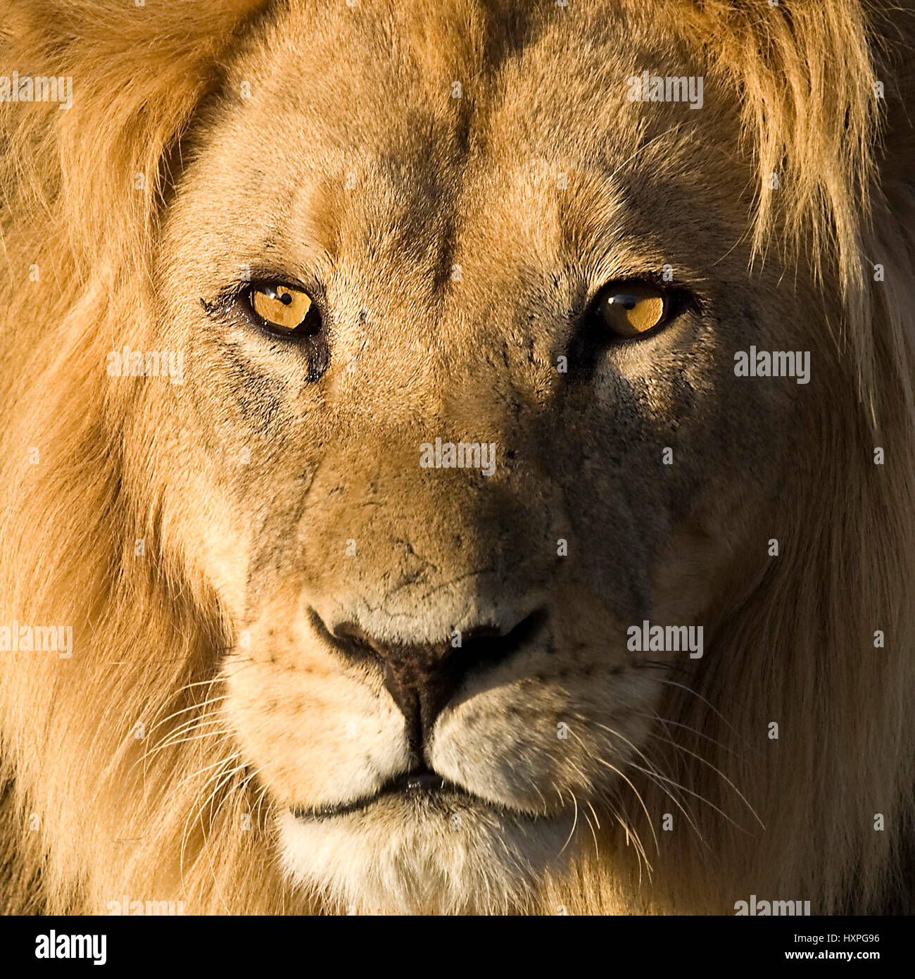 Lion, Panthera leo - Lion, Loewe | Panthera leo -  Lion  im letzten Licht  Kalahari Gemsbock NP, Suedafrika Stock Photo