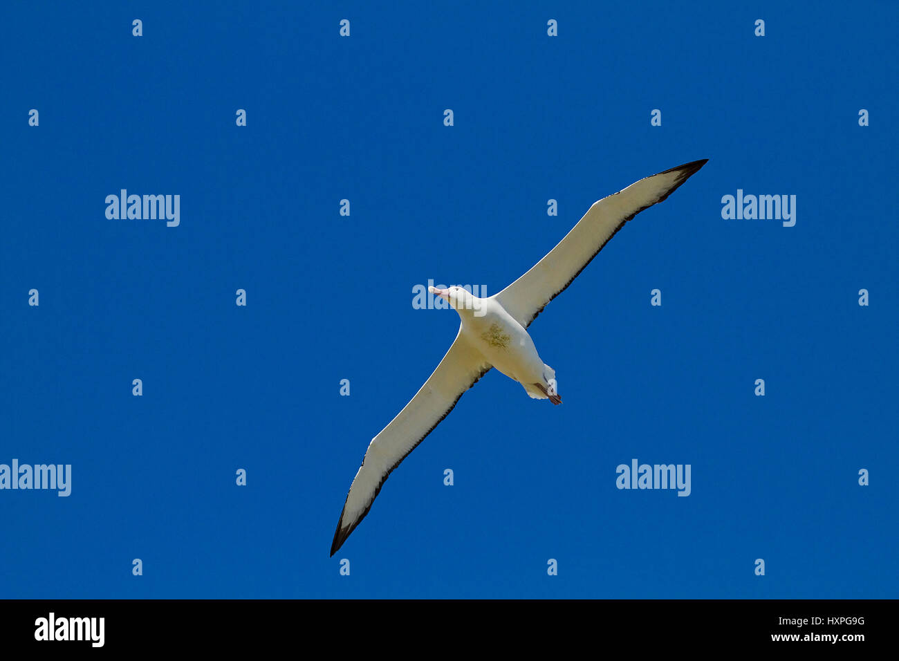 Travelling albatross, Wanderalbatros Stock Photo