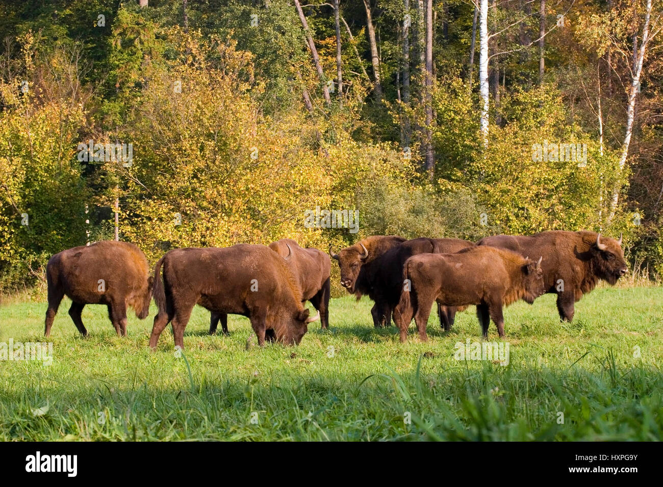 Bison cookers in Poland, Masuria, Wisent herde in Polen, Masuren Stock Photo
