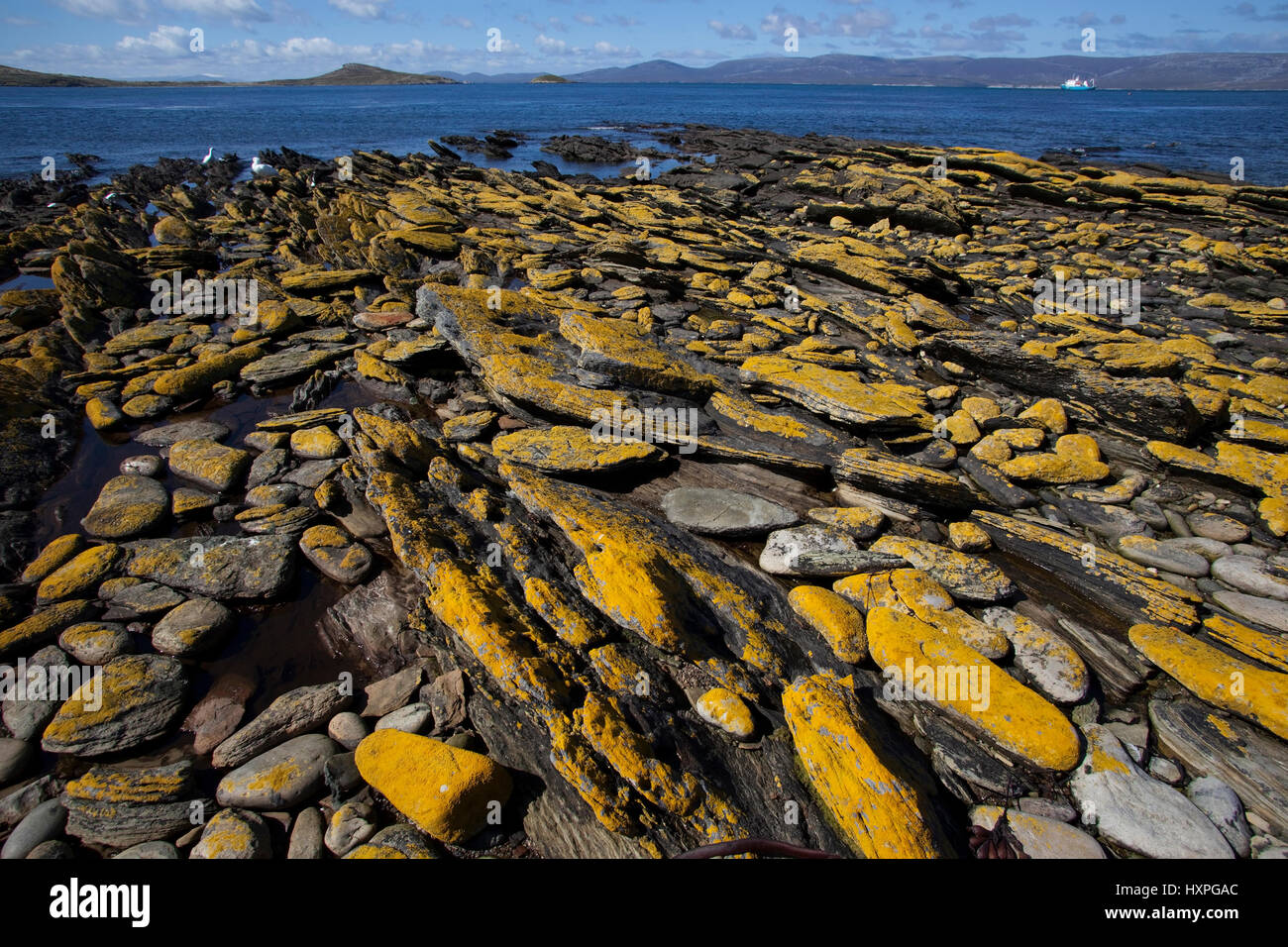 Coastal scenery on Carcass Iceland Falkland, Kuestenlandschaft auf Carcass Island Falkland Stock Photo