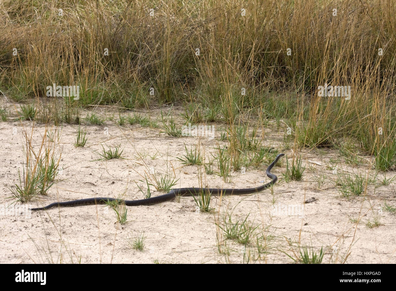 Black Mamba, Dendroaspis polylepis - Black Mamba, Schwarze Mamba ...
