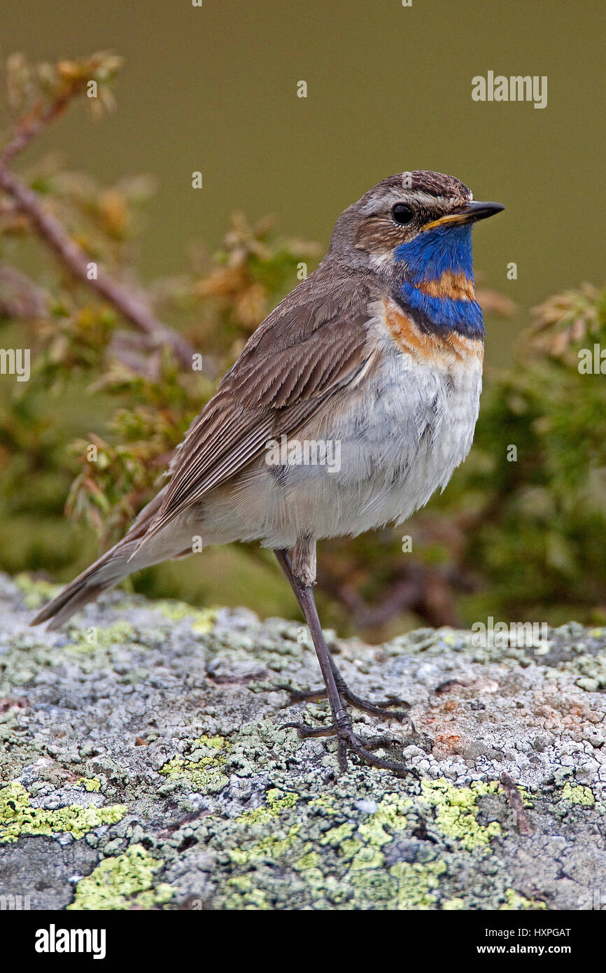 Blue robins rotsterniges, Luscinia svecica - Bluethroat little men Sweden, Blaukehlchen rotsterniges | Luscinia svecica - Bluethroat  Maennchen Stock Photo