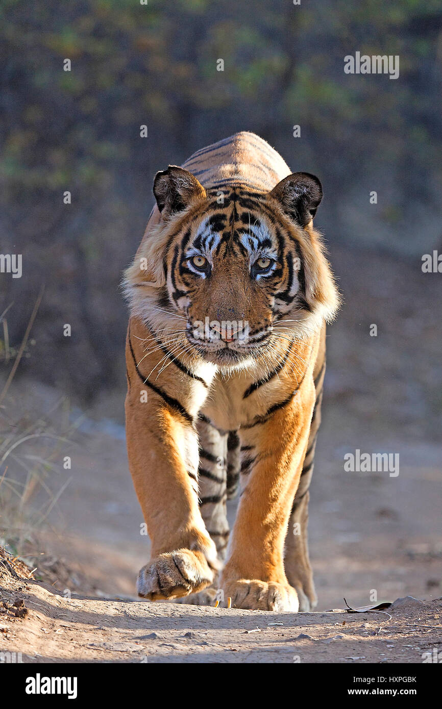 Indian tiger - Bengal tiger, Indischer Tiger - Bengal Tiger Stock Photo