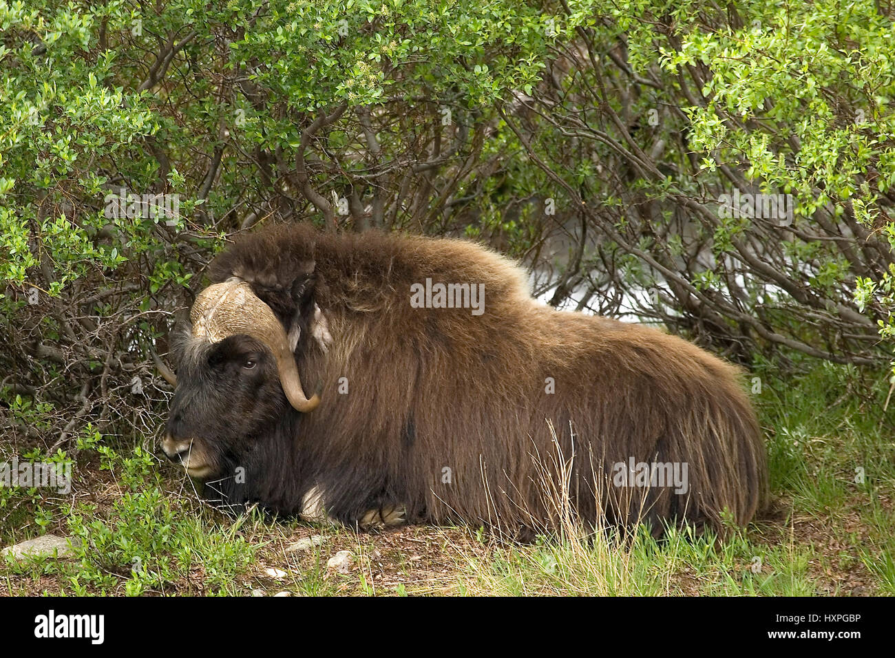 Musk oxen bull quiescent in the bushes. Dovrefjell Norway, Moschusochsen Bulle ruhend im Gebüsch. Dovrefjell Norwegen Stock Photo
