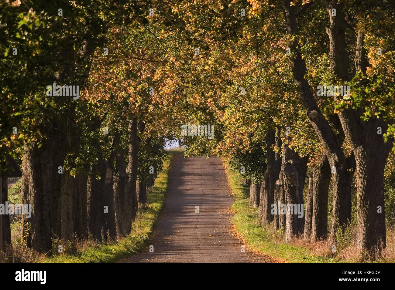 Coloured oaks avenue in Masuria Poland, Verfärbte Eichen Allee in den Masuren Polen Stock Photo