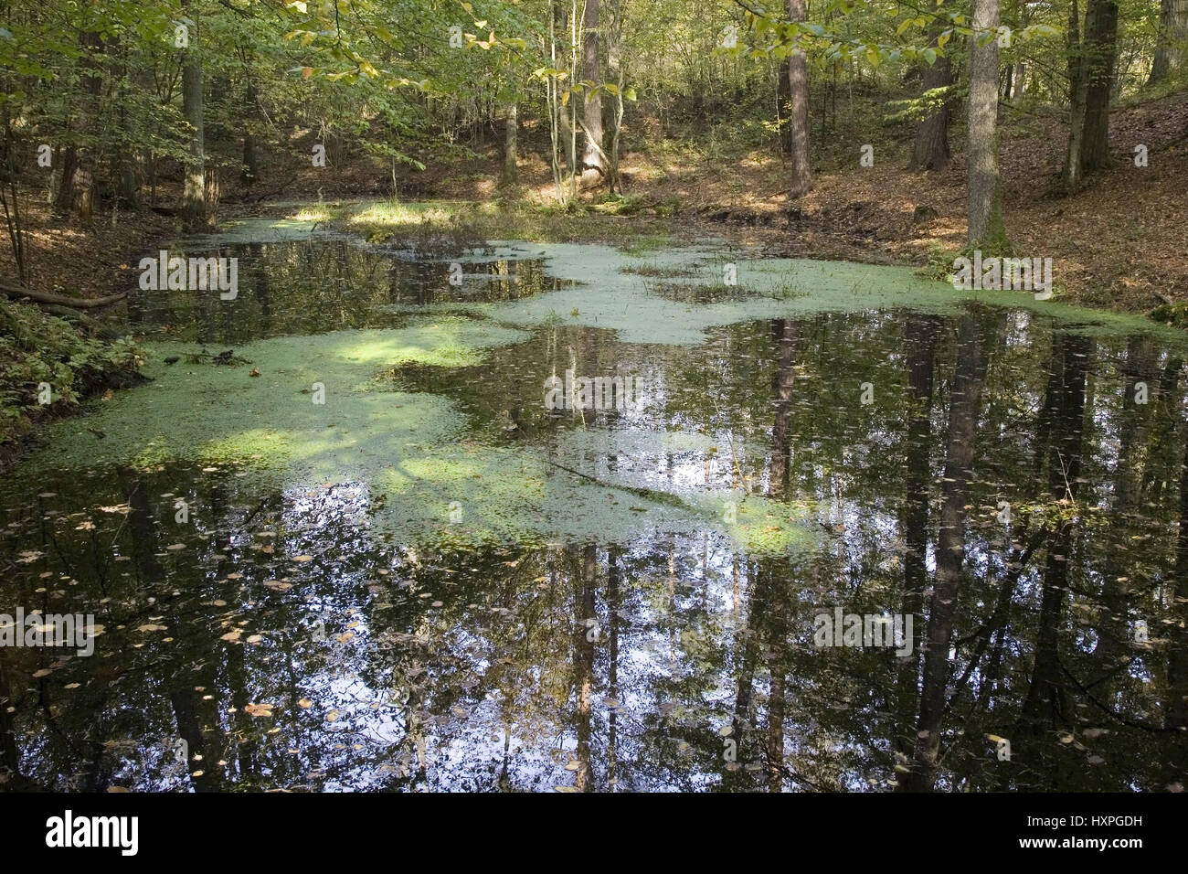 Tree tops are reflected in the water. Masuria Poland, Baumkronen spiegeln sich im Wasser. Masuren Polen Stock Photo