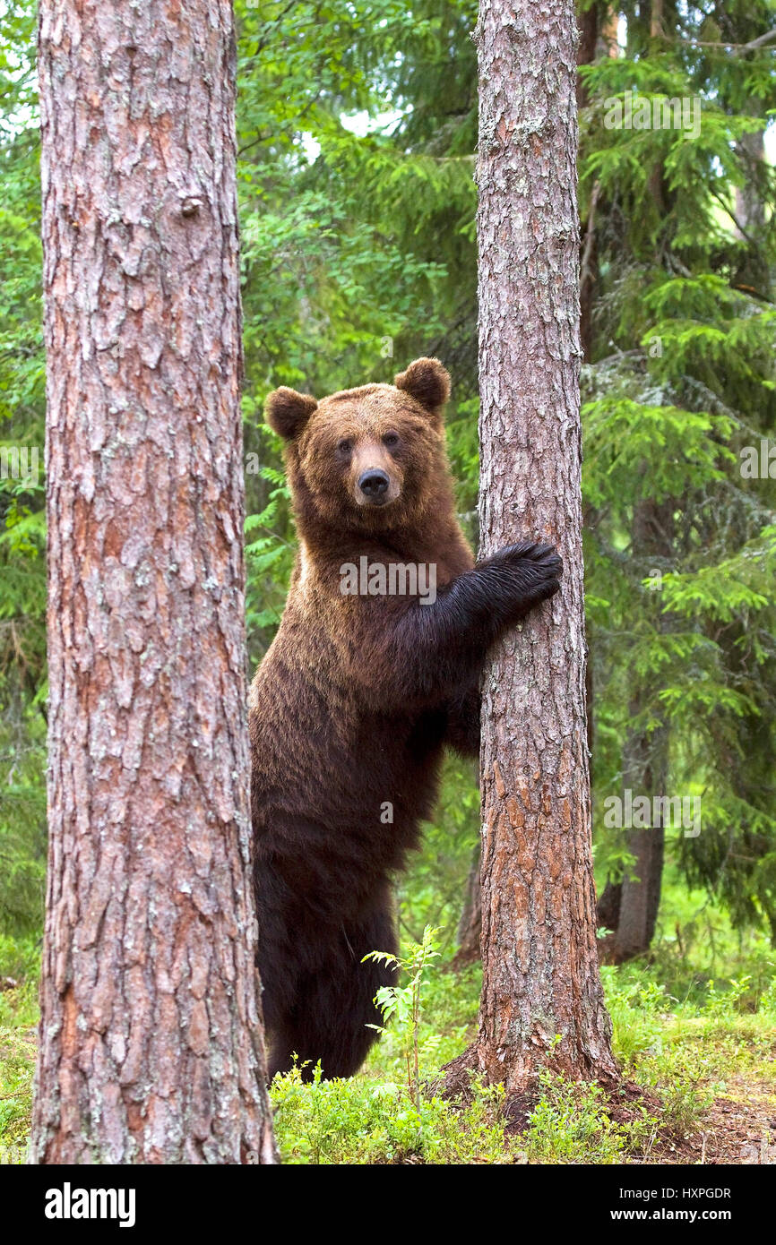 Brown bear, Finland, animal Stock Photo