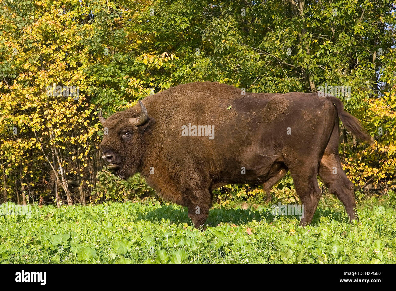 Bison bull, Masuria, Pole, Wisent Bulle, Masuren,  Polen Stock Photo