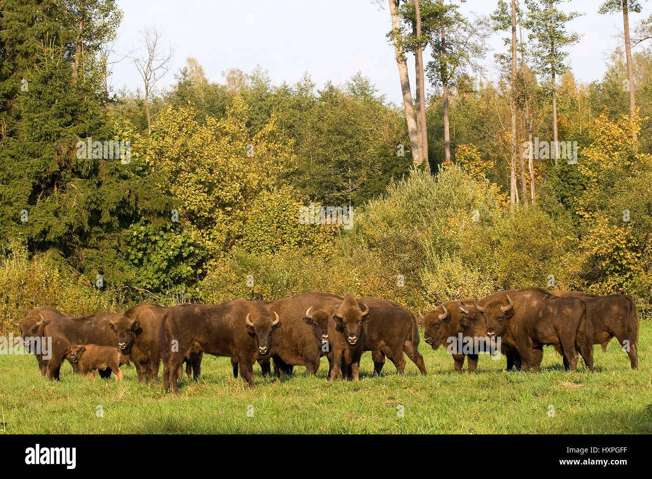 Bison cookers in Masuria, Poland, Wisent Herde in Masuren, Polen Stock Photo