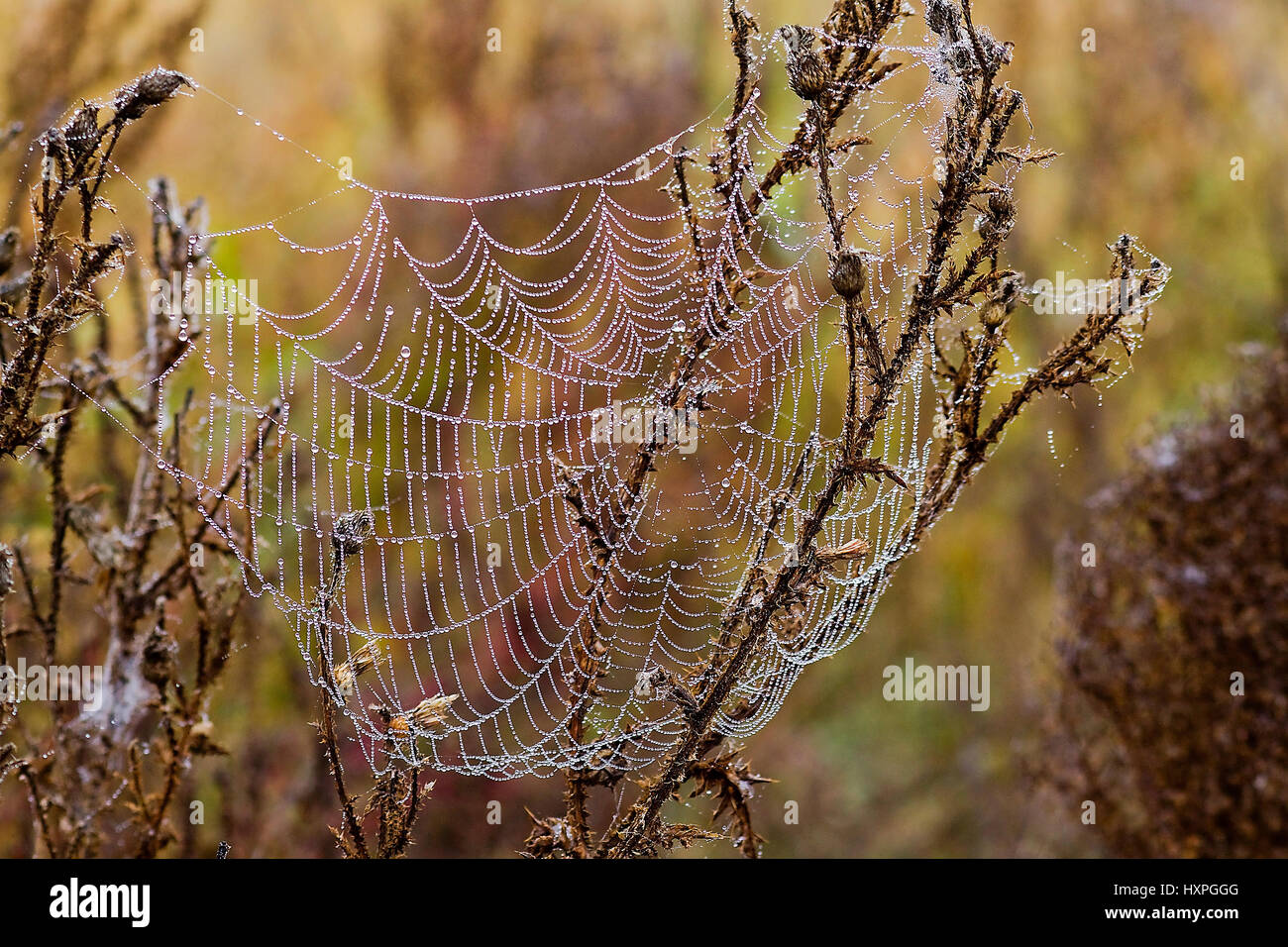 Dewdrops hang in the spider net in the morning , Tautropfen haengen im Spinnennetz am Morgen Stock Photo