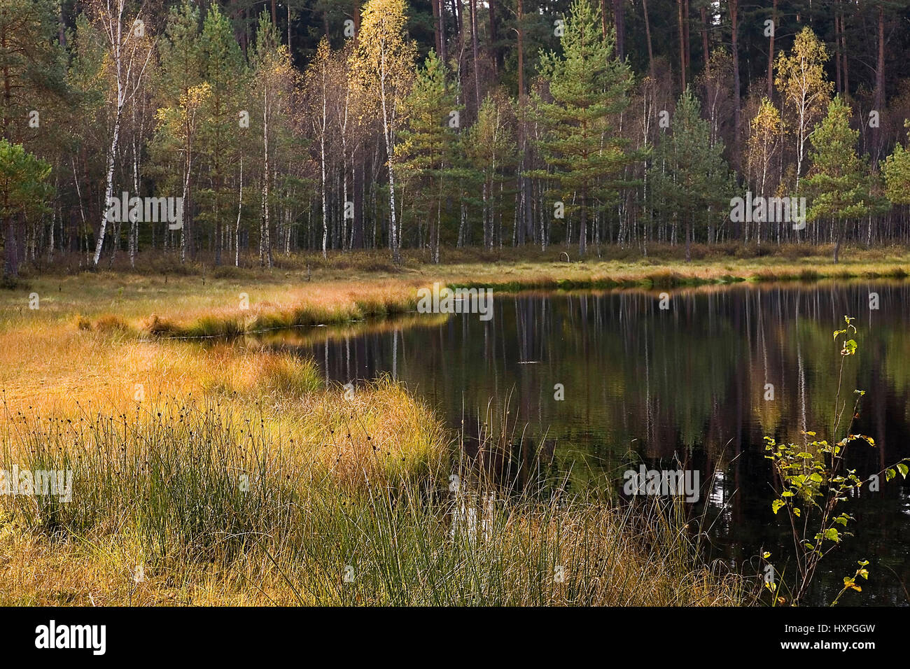 Marsh scenery Masuria Poland, Sumpflandschaft den Masuren Polen Stock Photo