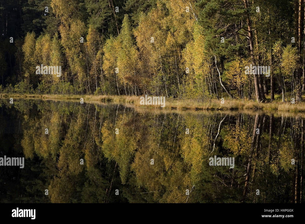 Birch forest is reflected in the moor lake. Masuria Poland, Birkenwald spiegelt sich im Moorsee.Masuren Polen Stock Photo