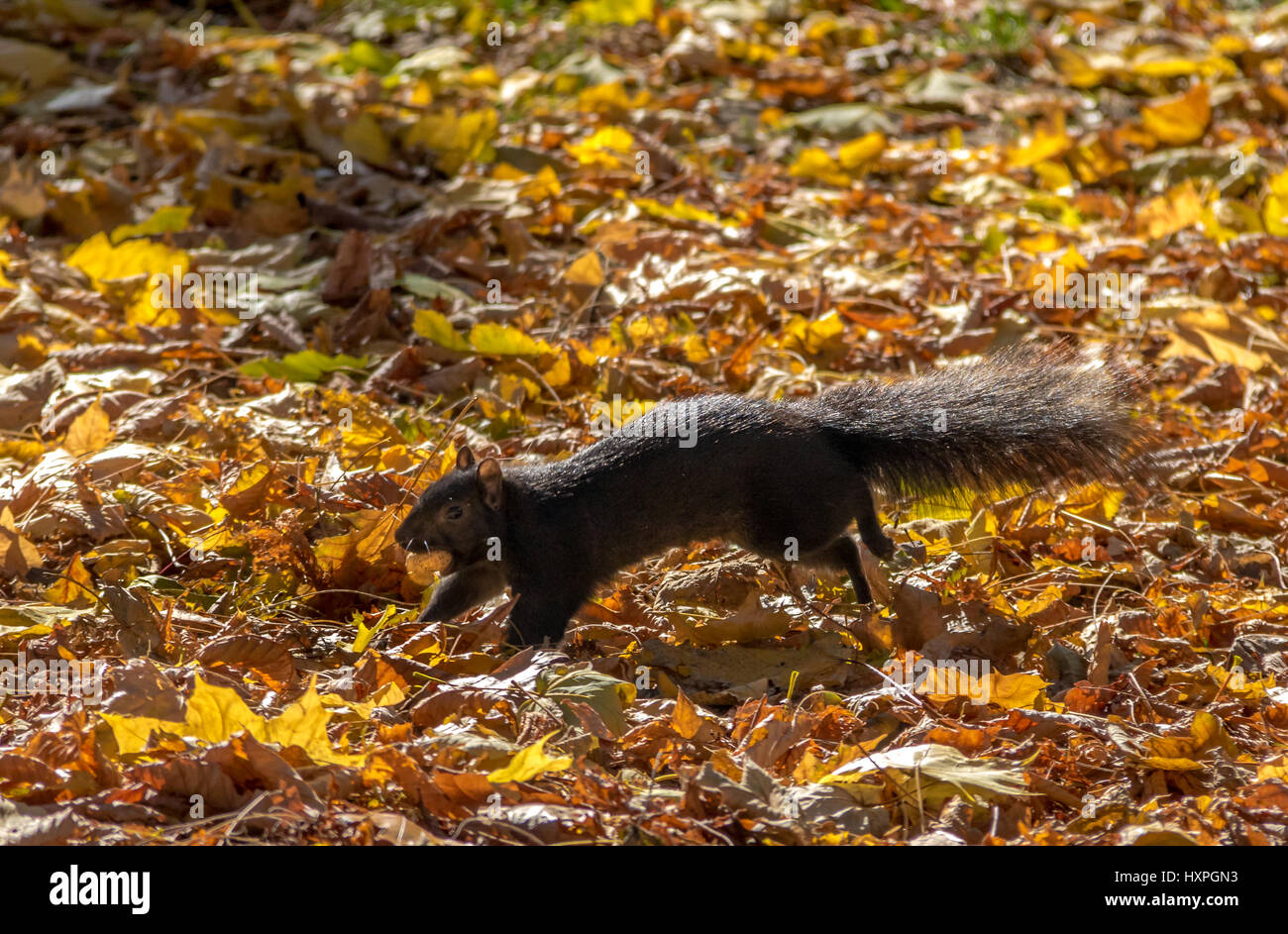 Black Squirrel on the autumn leaves of Queens Park - Toronto, Ontario, Canada Stock Photo
