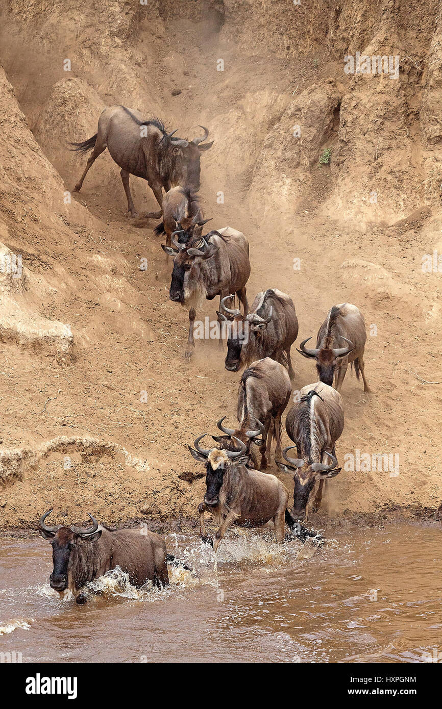 Gnu's wandering, Gnu-Wanderung Stock Photo