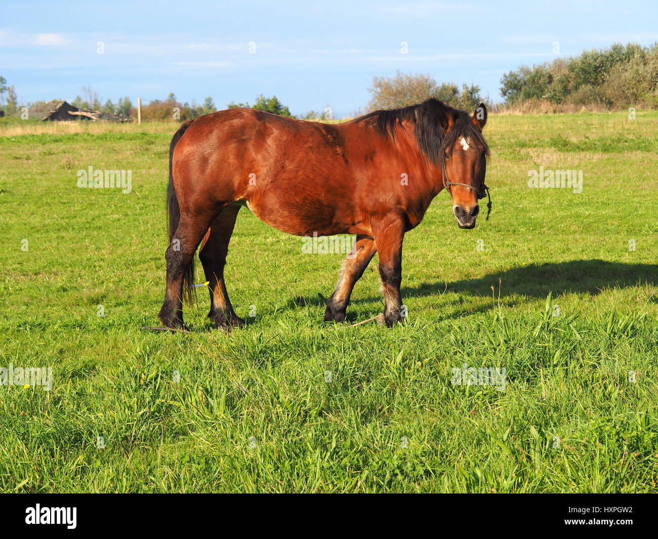 View of a brown horse in a green field Stock Photo - Alamy