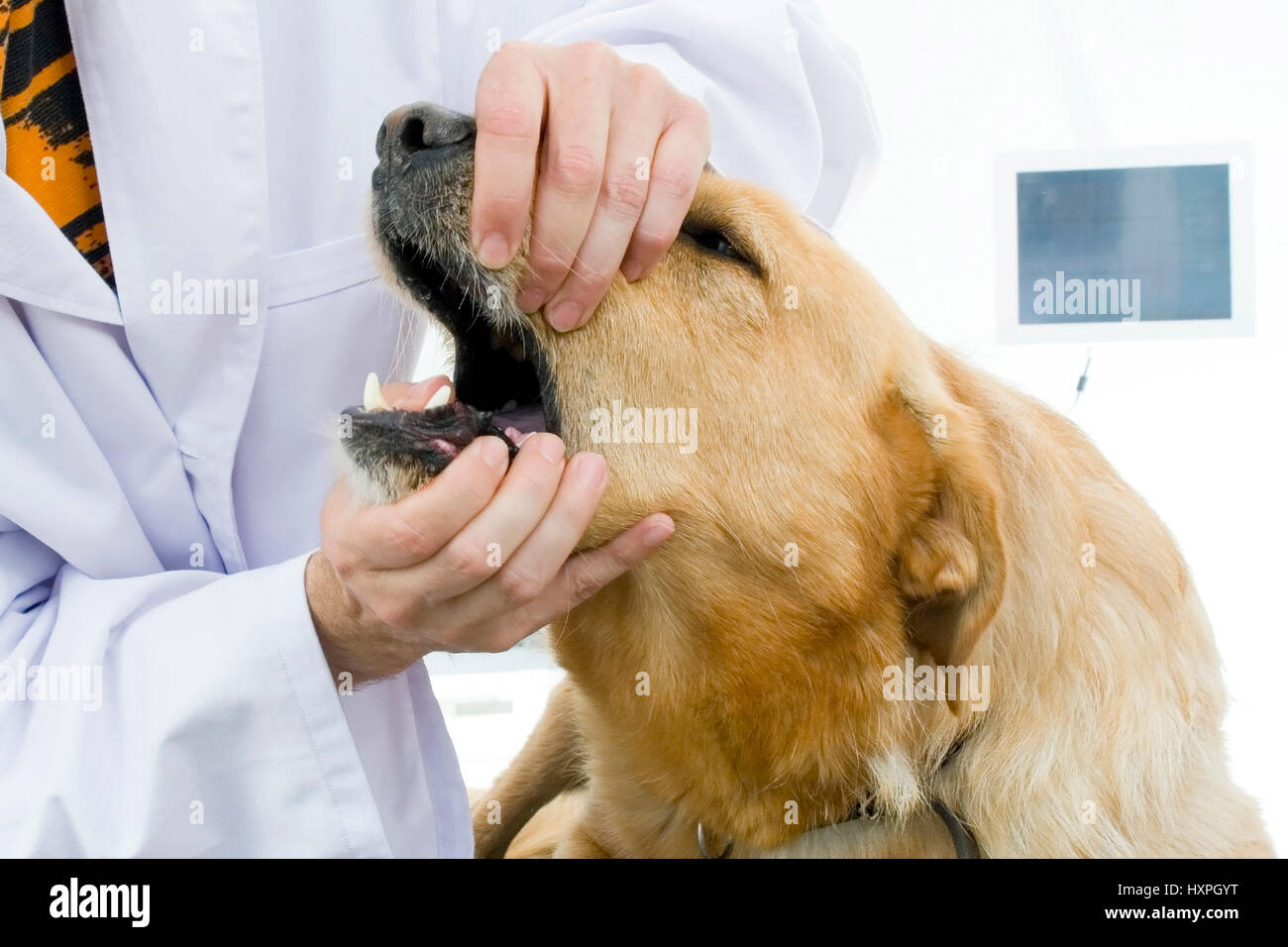 Dog gets teeth examined (Pr), Hund bekommt Zähne untersucht (pr) Stock Photo