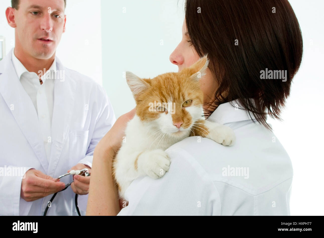 Veterinarian and assistant examine cat (mr), Tierarzt und Assistentin untersuchen Katze (mr) Stock Photo