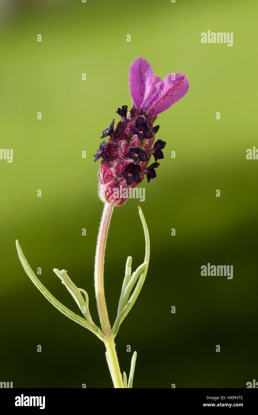 Shock of hair lavender (Lavandula stoechas), order Lippenbl?tlerartige (Lamiales), family Lippenbl?tler (Lamiaceae), subfamily Nepetoideae, type laven Stock Photo