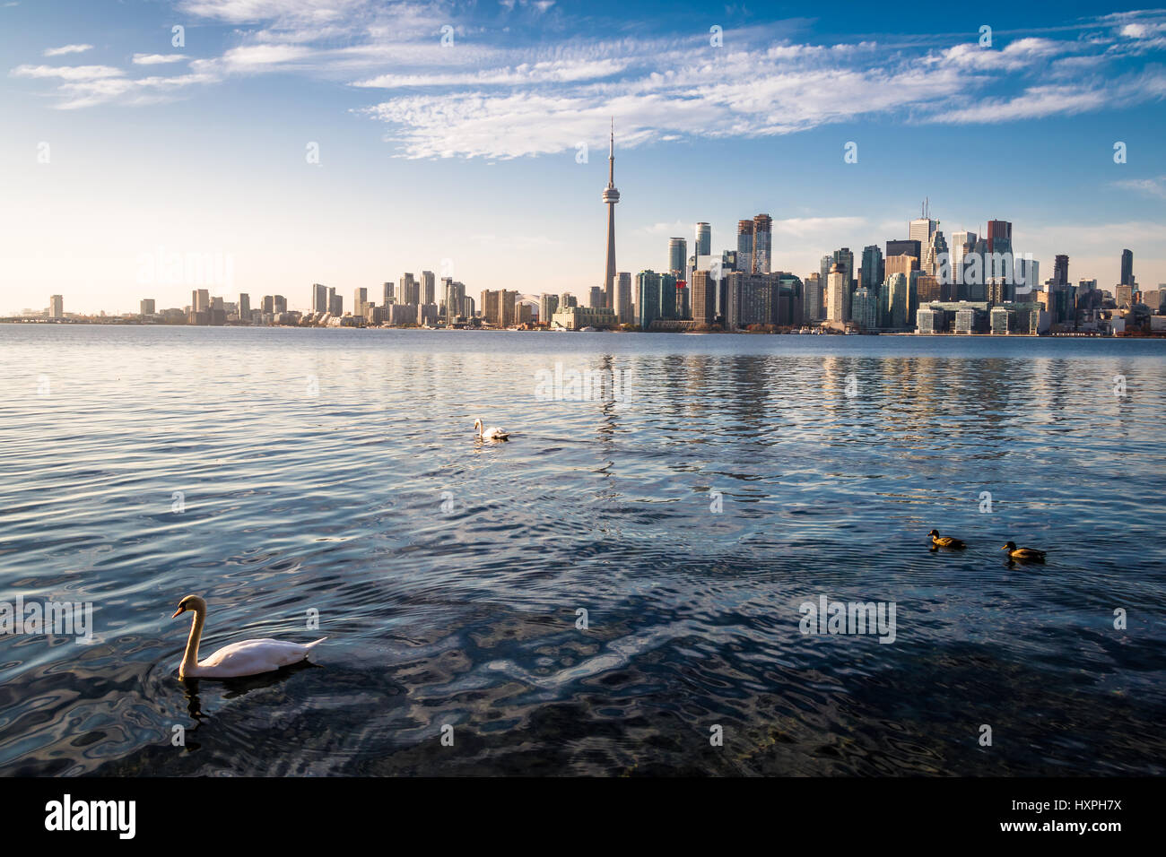 Toronto Skyline and swans - Toronto, Ontario, Canada swimming on Ontario lake - Toronto, Ontario, Canada Stock Photo