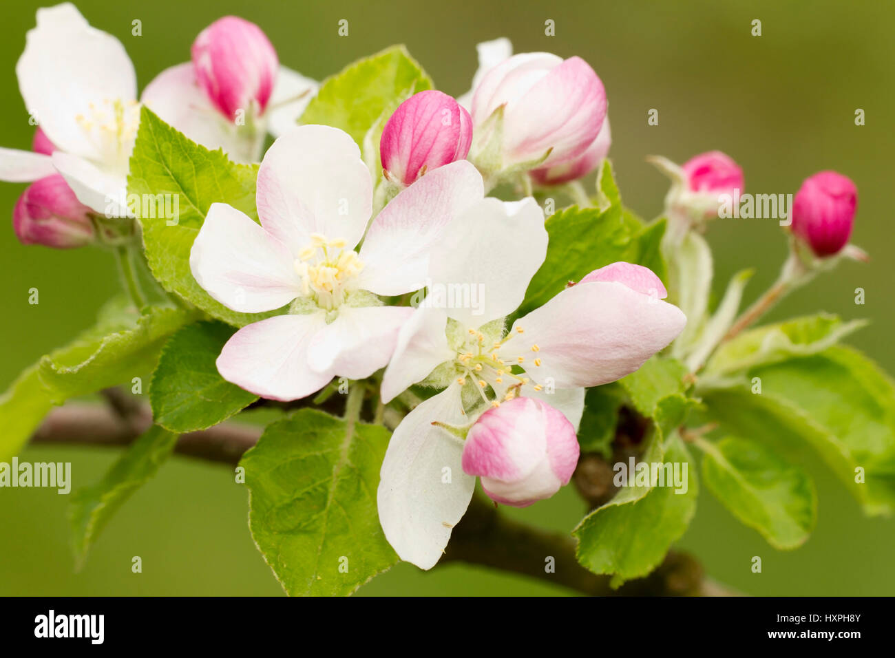 Apple blossom Elstar, Apfelblüte Elstar Stock Photo