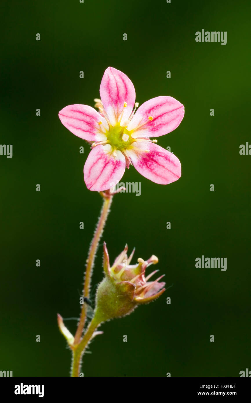 Moos-Steinbrech, Saxifraga arendsii hybrid, pink ones, Moos-Steinbrech,Saxifraga arendsii hybride,rosa Stock Photo