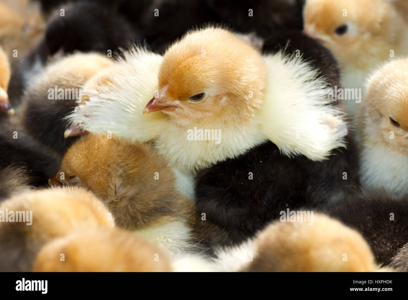 Chicken fledglings, Hühnerküken Stock Photo