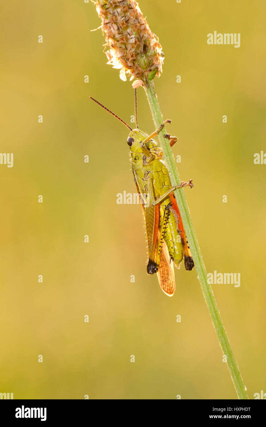 Marsh frights Stethophyma grossum, family of the field grasshoppers (Acrididae), Sumpfschrecke Stethophyma grossum, Familie der Feldheuschrecken (Acri Stock Photo