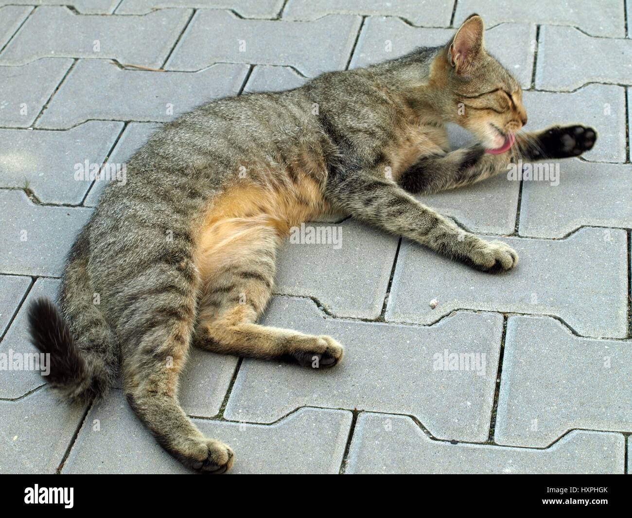 Cat is washed Stock Photo Alamy