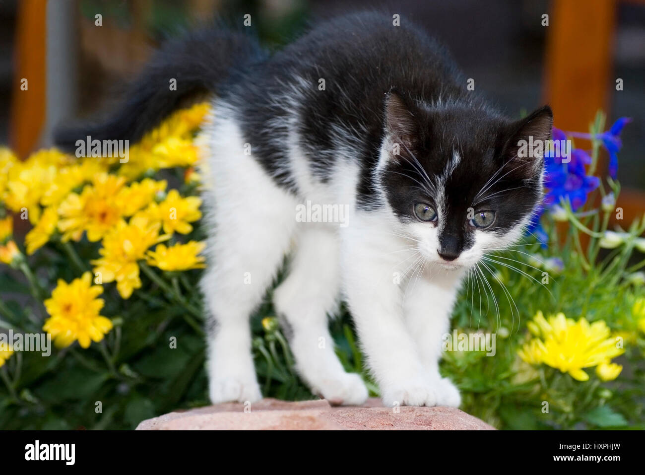 young kitten makes a hump, junges Kätzchen macht einen Buckel Stock Photo
