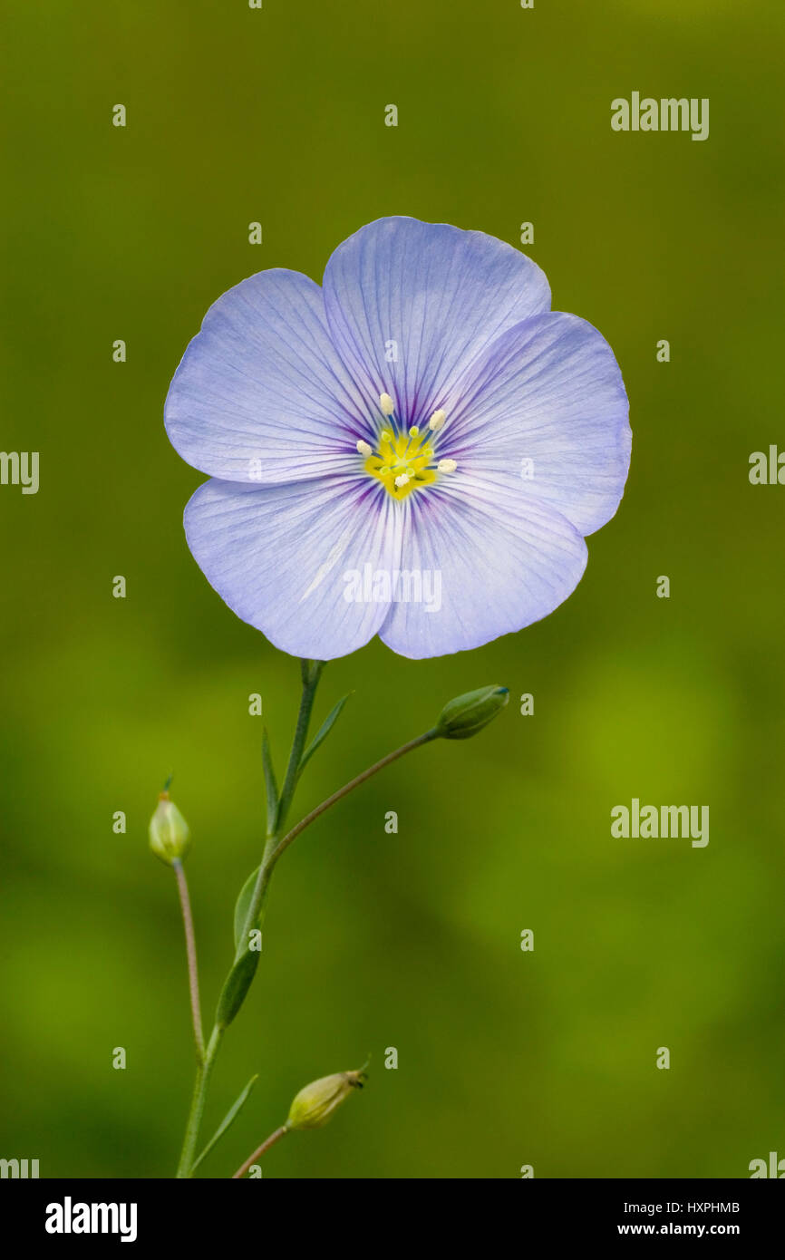 Staudenlein, Stauden-Lein, Linum perenne, order Malpighienartige (Malpighiales), family Leingew?chse (Linaceae), type Lein (Linum), Staudenlein,Staude Stock Photo