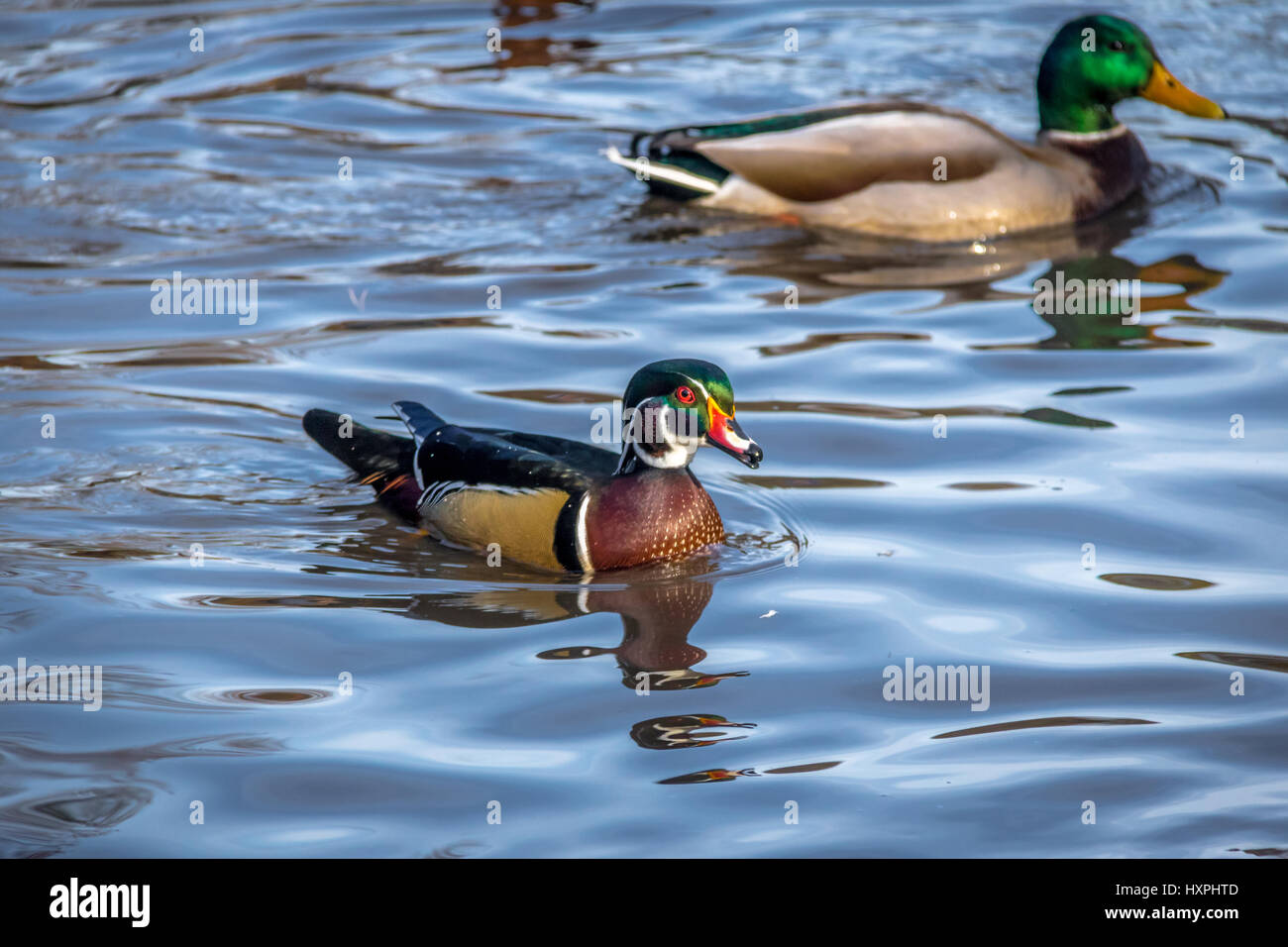 Male wood duck swimming in a pond of High Park - Toronto, Ontario, Canada Stock Photo