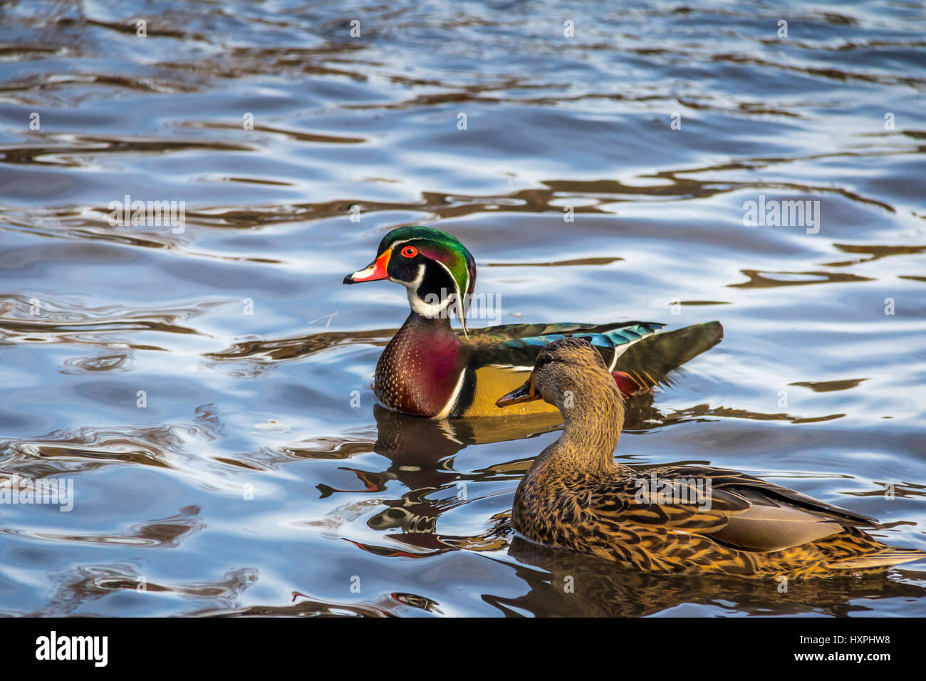 Male and female wood ducks swimming in a pond of High Park Toronto