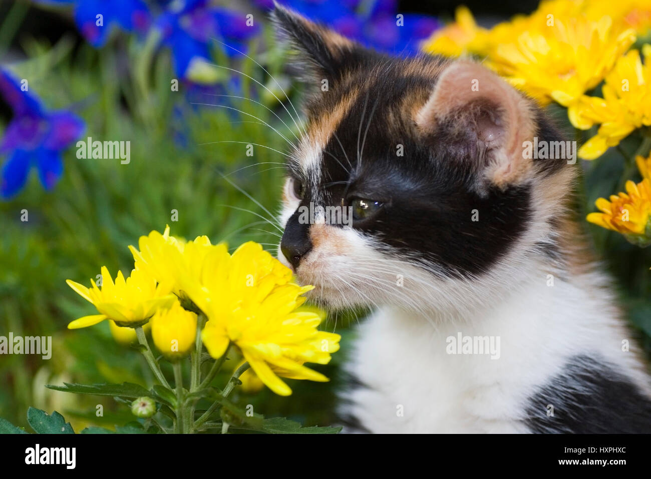 young tortoiseshell cat sniffs at a flower, junge Schildpattkatze schnüffelt an einer Blume Stock Photo