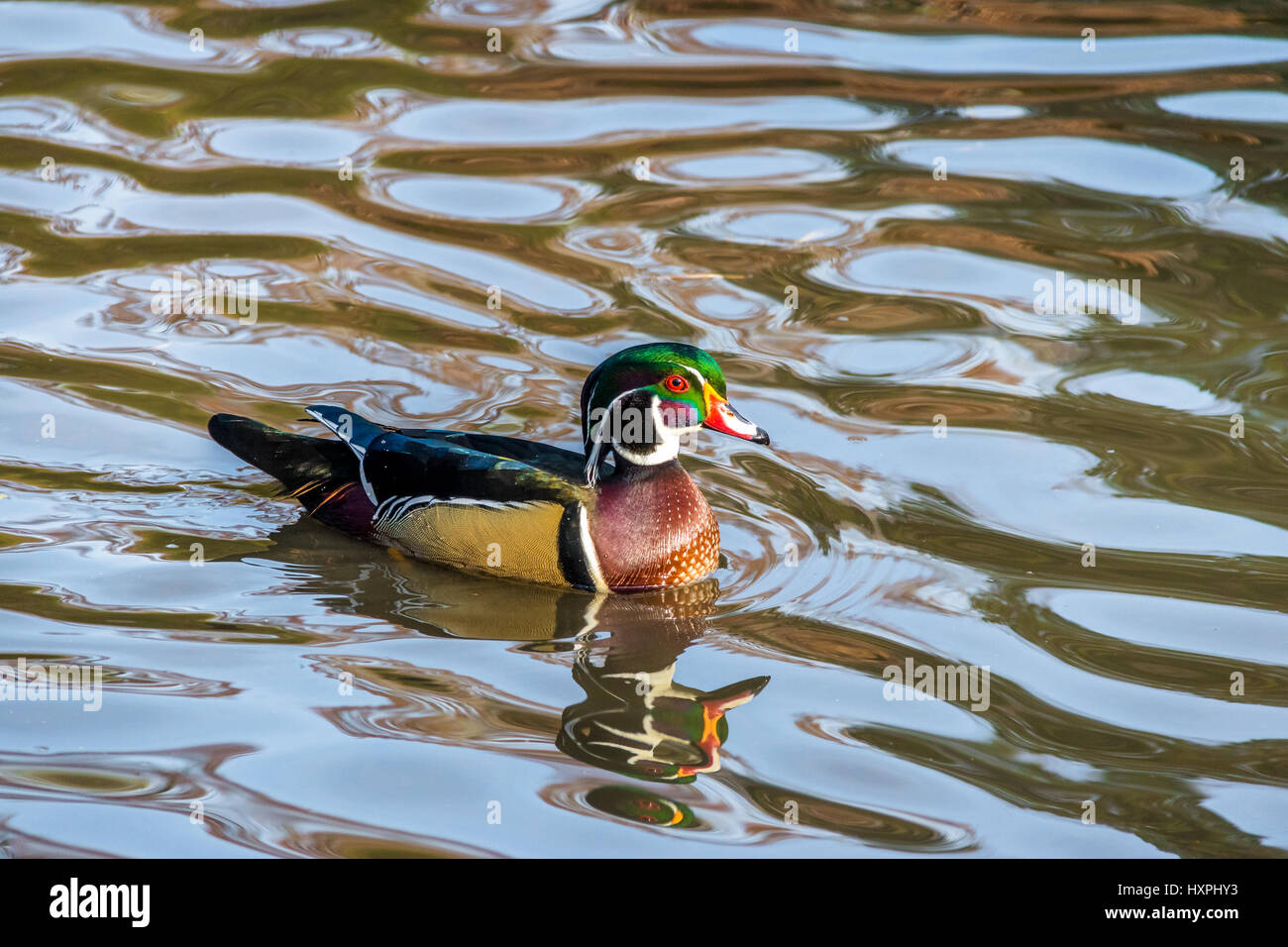 Male wood duck swimming in a pond of High Park - Toronto, Ontario, Canada Stock Photo