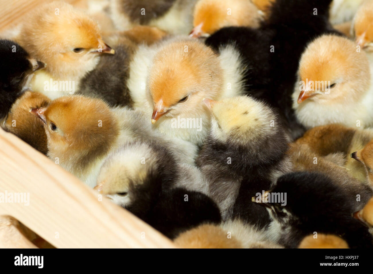 Chicken fledglings, Hühnerküken Stock Photo
