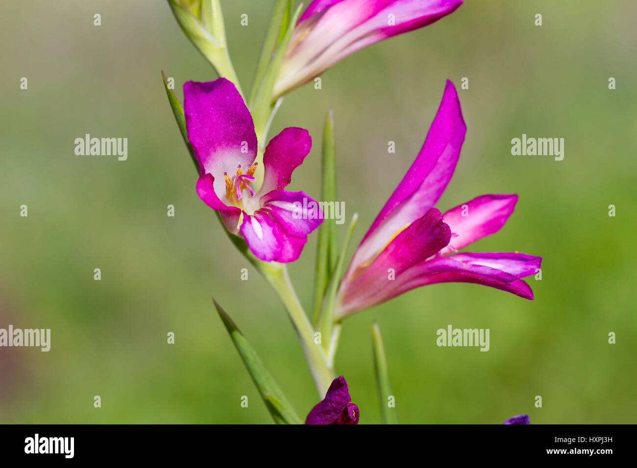 Spain, LaGomera, north-east, living space of the Gladiolus italicus, Spanien, LaGomera,Nordosten,Lebensraum der Gladiolus italicus Stock Photo