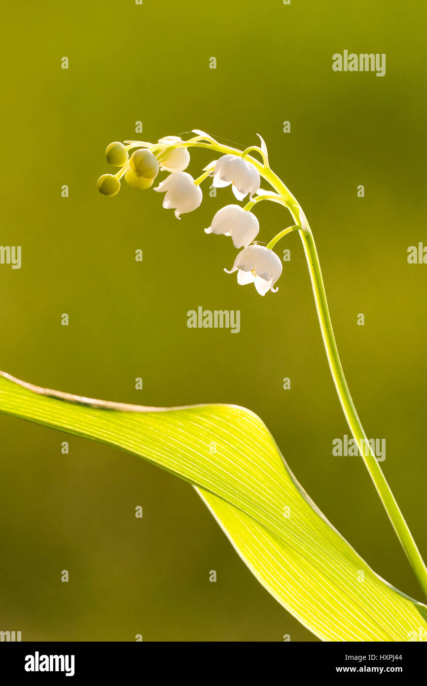 Lily of the valley, Convallaria majalis, type Convallaria in the family of the asparagus plants (Asparagaceae), helps in heart weakness, toxic, Maiglö Stock Photo