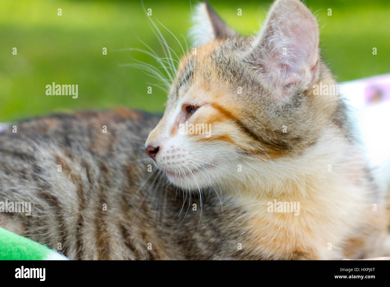 drowsy cat, schläfrige Katze Stock Photo Alamy