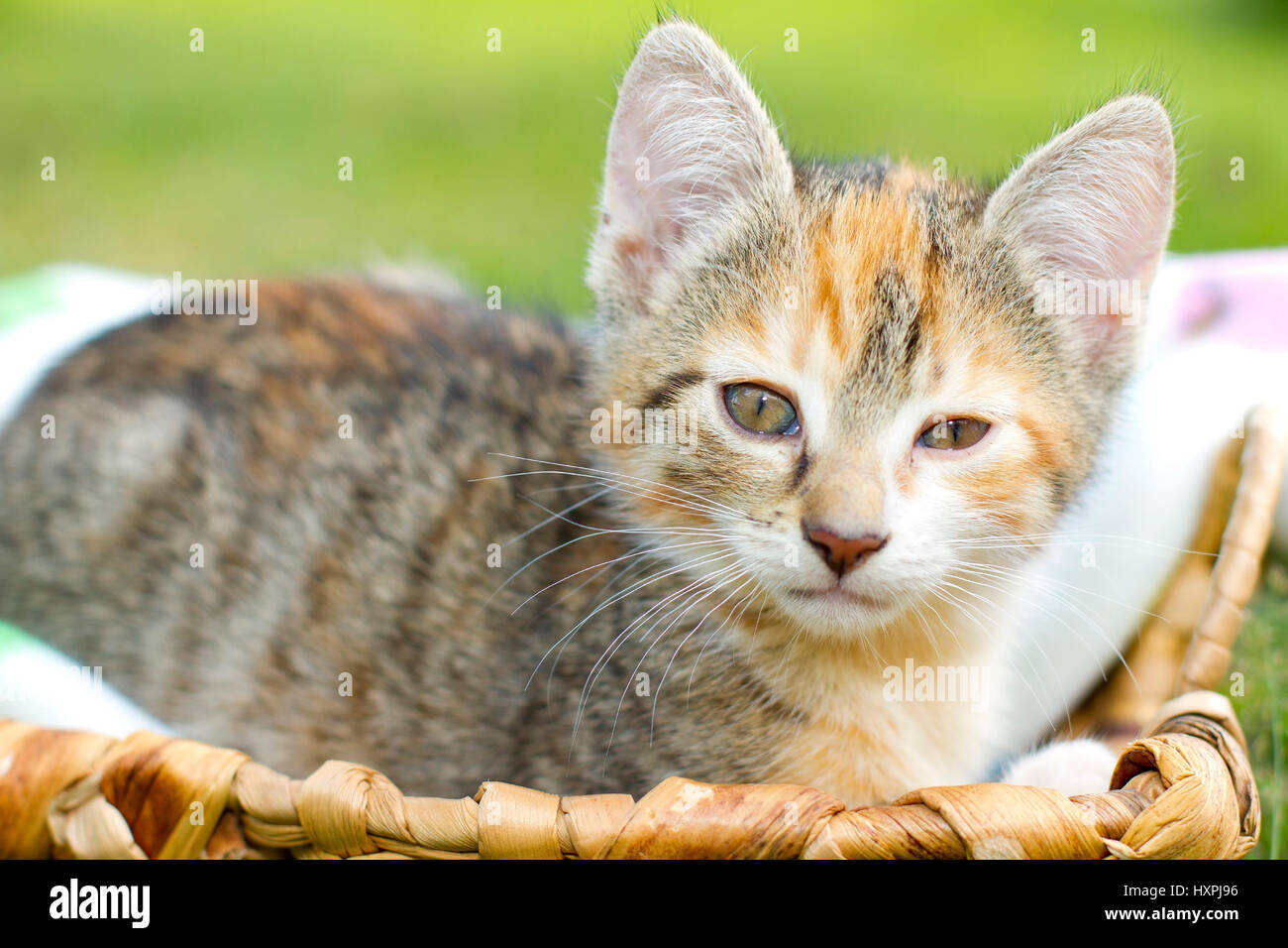 Kitten dozes, Kätzchen döst Stock Photo