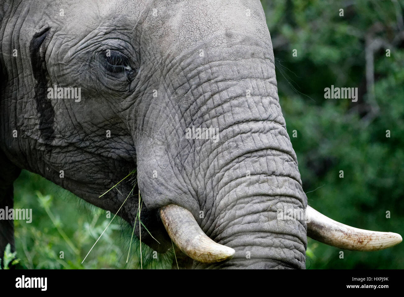 African Elephant Portrait ( Loxodonta africana ) with secretion from