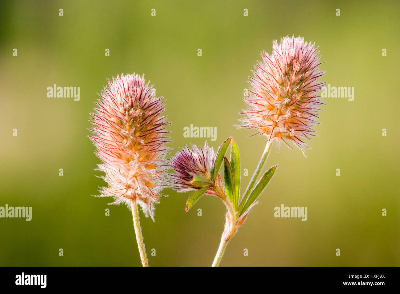 'Hare's clover; Trifolium arvense; helps against failure, family of the legumes (Fabaceae)', Hasenklee; Trifolium arvense; hilft gegen Durchfall,Famil Stock Photo