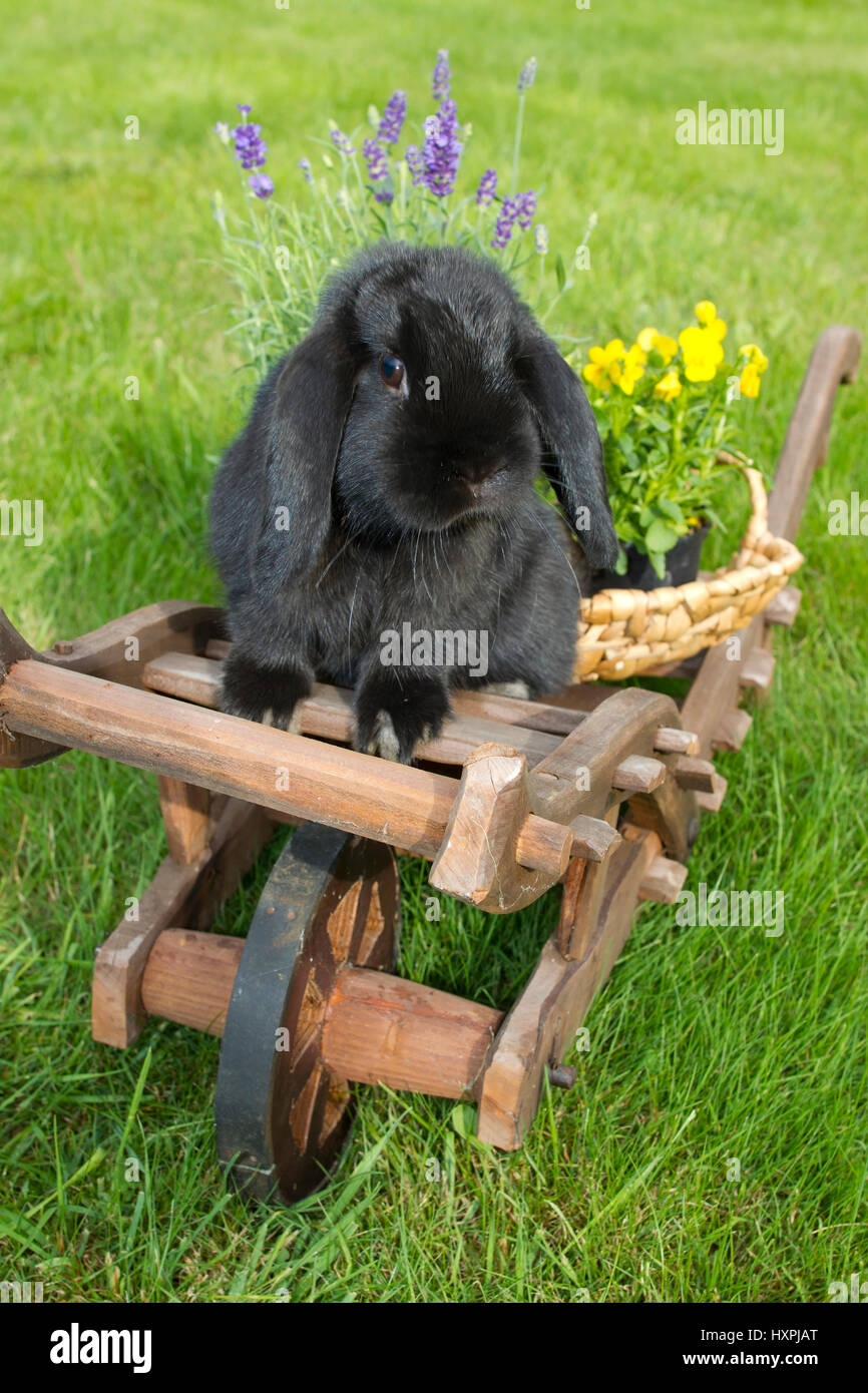 Race rabbits on wooden carts, Rassekaninchen auf Holzkarren Stock Photo
