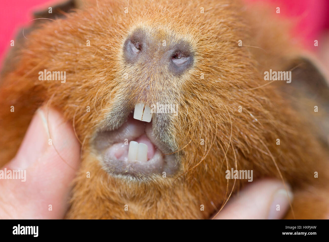 Set of teeth of a guinea pig, Gebiss eines Meerschweinchens Stock Photo
